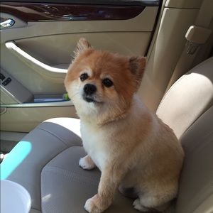 Meet your Posher, Chasity